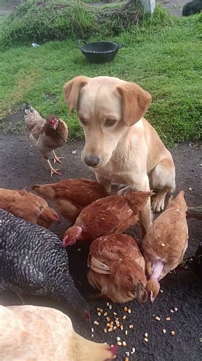 Firulais the Dog with Chicks #foryou #fyp #cute #amazing #amazon #fbreelsfypviral