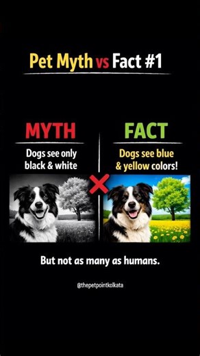 Myth: Dogs see only black and white. #ytshorts #petlovers #facts #pets