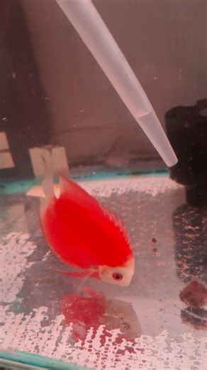 discus super red melon #hewanpeliharaan #ikan #fypシ #fyp #discus #fypシ゚viral #fypage #aquarium