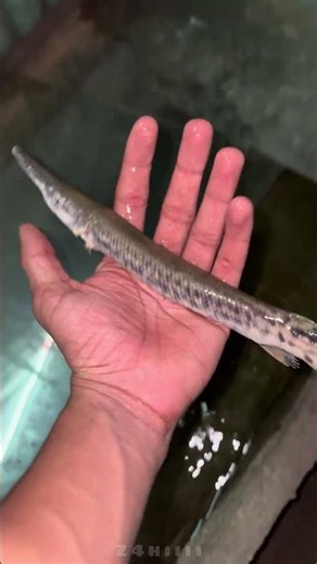 This is what happened to the alligator gar 😰🤯#shorts #fypシ #monsterfish