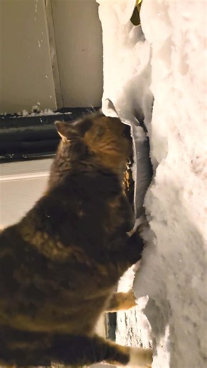 Even though we all go through some shit, we gotta remember others are too. Like "Kitty Kitty, aka Spicy", who comes like clockwork; rain, sleet, snow storms... just in hopes to catch a meal. Love you Spicy. Xo | Jeffrey Lattie