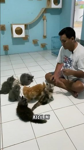 Kelebihan dan kekurangan adopsi anak kucing #kucingpersia