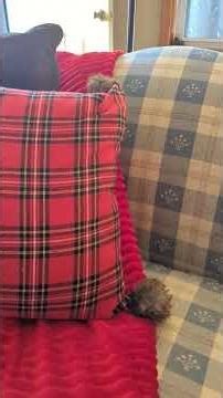 My Goodwill Treasure Finds!