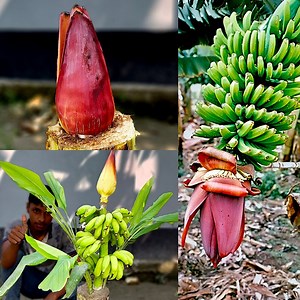 How to grow banana tree from Banana Flower with banana trunk for beginners | Rana Craft