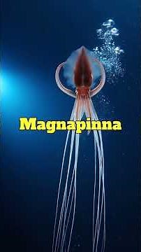 Magnapinna – Sinh vật kì dị nhất ở độ sâu 4000m #khampha