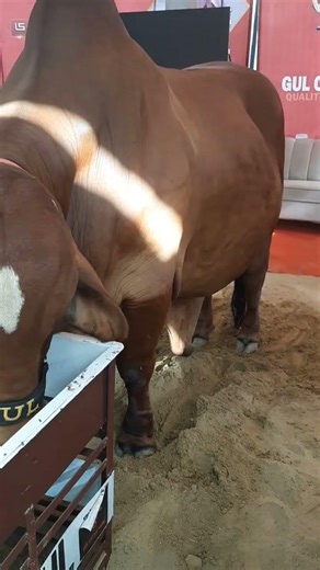 Heavy brown bull #explore bull