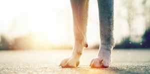 Walking your dog in the middle of a heatwave is just as dangerous as leaving them in a hot car