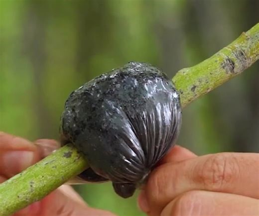 1.9M views · 9.5K reactions | Love Your Trees with These Simple Tips | 5-Minute Crafts | Facebook