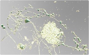 Observing 3D Microscopic Images using Virtual Reality