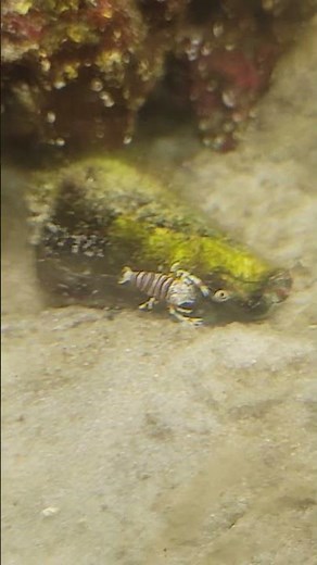 Bumblebee Shrimp in action 🦐