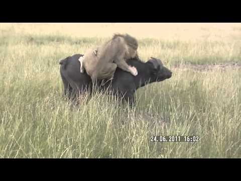 Lion attacks buffalo (Masai Mara, Kenya)