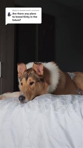 Ethical Dog Breeding: Smooth and Rough Collies