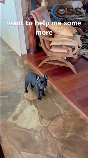This Puppy Helped Install a Security System… Then Did THIS 🐾 #puppysquad