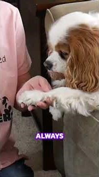 Easy Nail Trims for Your Cavalier! 💅 No Stress Tip 🐾