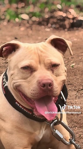 Understanding Pitbull Breeds: Breeding and Care Insights
