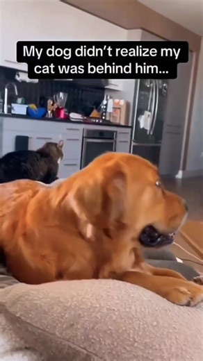Dogs playing with cats 🐾🐈‍⬛💖#doglover #funnydogs #dogsoftiktok #USA #cutedog