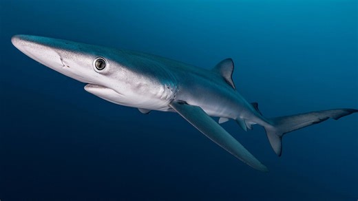 9 Incredible Shark Facts You Probably Didn't Know
