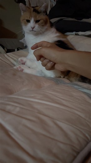【三毛猫】寝る前にもちゃんと毛づくろいするミケ