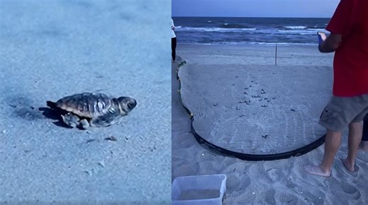 North Carolina coast sea turtle hatchling season starts at Outer Banks, other island beaches