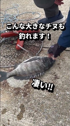 【熊本観光】海釣りスポット宇土マリーナ。道の駅の横にある釣りスポット。ファミリーフィッシングには最適！