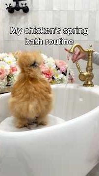 My Chicken’s Spring Bath Routine 🌷