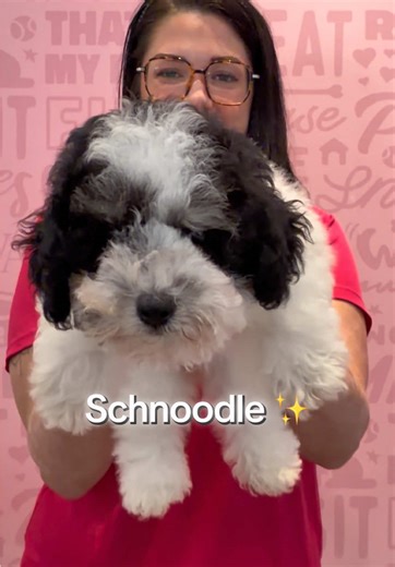 Schnoodles: The Perfect Blend of Poodles and Schnauzers