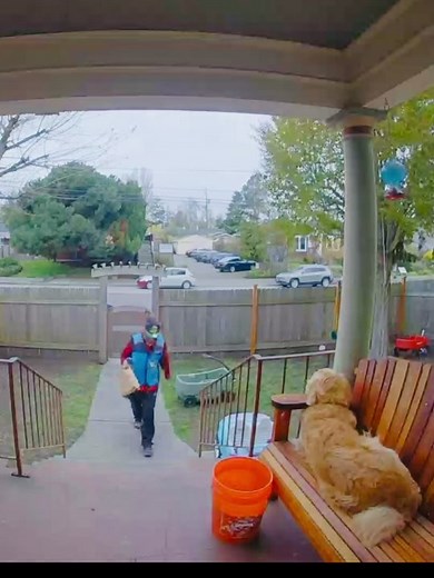 Delivery drivers, what can’t they do 🥹🥲😅 #goldenretriever #golden #dog #dogsoftiktok #cute #funny #adorable #trending #fyp #foryou #foryoupage