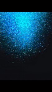 Million of fish #fish #fishlife #animalworld #lifeunderwater | Animal Documentary