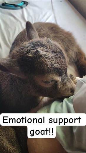 goats vs dogs at 2 months old...it's not even close!!