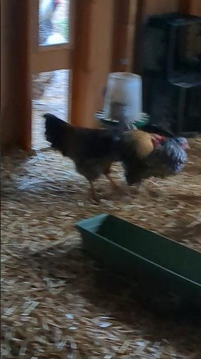 Does This Rooster Have To Go?