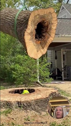 Tree Looked Strong But Was Completely Hollow #shorts #arborist #treeremoval