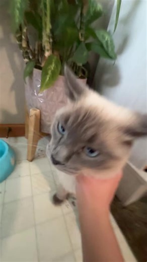 ARE YOU HUNGERY SMOKEYYYYY!!! GUYS PLS LIKE AND FOLLOW AND GIVE ME SOME VIDEO IDEAS!!! HAD TO REPOST THIS BECAUSE I WAS FLOPPING LIKE WYDM I GOT 8 LIKES IN 30 MINS?!?!?😾😼#catsoftiktok #fyp #kitty #funny #viral