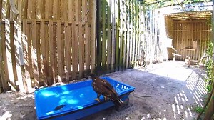 E8 UPDATE: E8 continues to work hard practicing his live prey catching skills. We give him an A for effort and hopefully soon he will master those skills to use in the wild. This stage of the rehabilitation also provides enrichment and exercise. As you can see, E8 is getting plenty of it. | CROW - Clinic for the Rehabilitation of Wildlife, Inc.