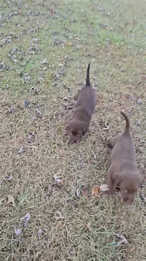 2.5K views · 23 reactions | We have chocolate lab puppies available! They will be ready to go in about a week. Hunting lines. Parents titled and health tested with excellent hips. Contact for more info. | A LUCKY PUP | Facebook