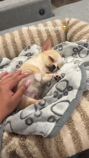 Adorable Puppy Who Loves Belly Rubs