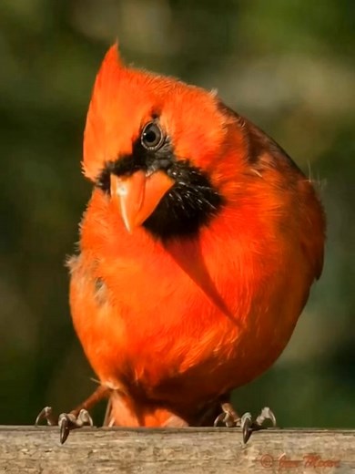 10K views · 897 reactions | When a Cardinal appears, angels are near. #birdlife #fblifestyle #CardinalBeauty #birdlovers #cardinalbird #CardinalLovers | Cardinal Bird Community | Facebook