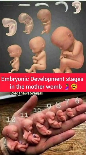 Embryonic Development stages in the mother womb month by month pregnancy ❤️#viralshorts