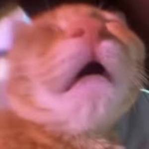 mitzu_taken - Twitch