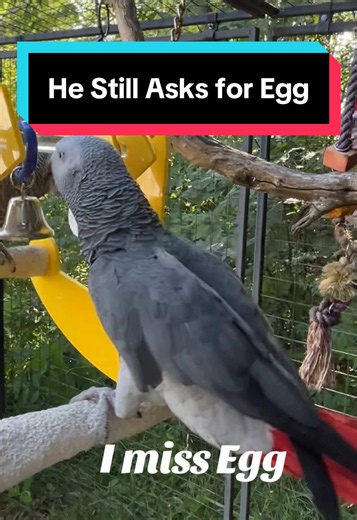 He Still Asks for Egg: Parrot Grief and Comforting a Missing Pet