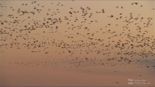🎥 Every spring, hundreds of thousands of Sandhill cranes fill Nebraska skies in one of the world’s most breathtaking migrations. “Crane Song” captures the beauty and power of this incredible Nebraska tradition, following the cranes’ journey through the Platte River Valley and the people working to protect it. And if that isn’t enough, support Nebraska Public Media today and we’ll thank you with a special ticket offer to go see the cranes at Rowe Sanctuary later this month! Watch at 8:30pm CT Th