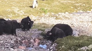 Tibetan yak fighting view | བོད་ནང་གི་ སྒྱུ་རྩལ་ བརྙན་རིགས།
