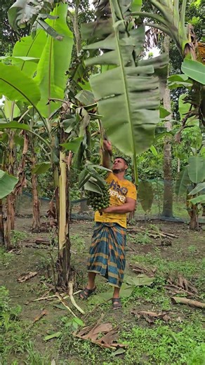 banana harvest🔪🔪a tree stick 🍌 | Videos