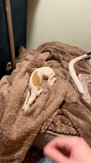 greyhound life 🐕 on Instagram: "Day 99 of posting every dog breed: Greyhound 🐶 Greyhounds are a large, elegant breed known for their incredible speed and gentle nature. Originally bred for racing and hunting, they are the fastest dog breed, capable of reaching speeds up to 45 miles per hour. Despite their athletic prowess, Greyhounds are typically calm and laid-back, enjoying lounging around the house. They have a short, smooth coat that is easy to maintain with minimal grooming. Greyhounds ar