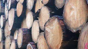 Stolen timber smuggling. Wood storage in a special place. Red marks. Camera movement along tree cuts. Stock Video