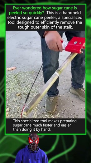 The process of peeling sugar cane