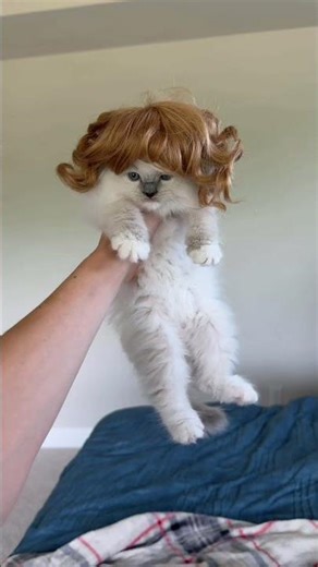 Turning my model cats into true models