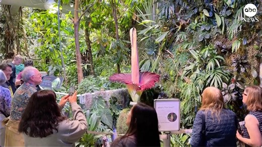 Crowds line up to smell corpse flower's stinking bloom