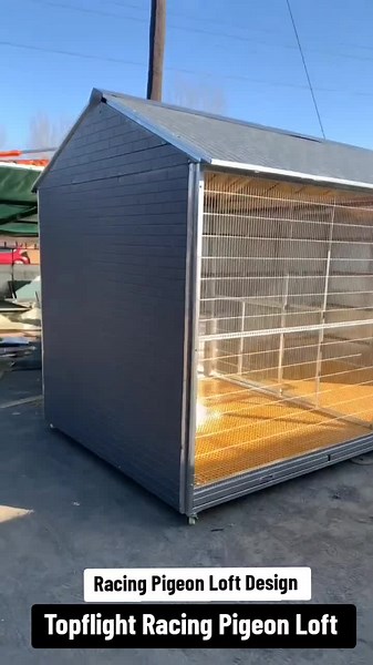 Racing Pigeon Loft Design Ideas for Enthusiasts