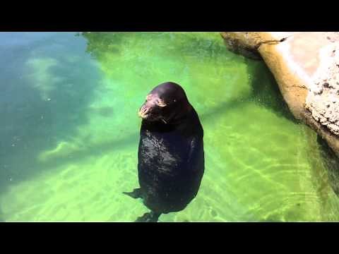 [Original] Silly, spinning Hawaiian Monk Seal