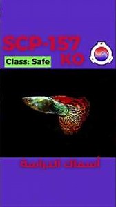 SCP-157-KO - أسماك الدراسة #shorts